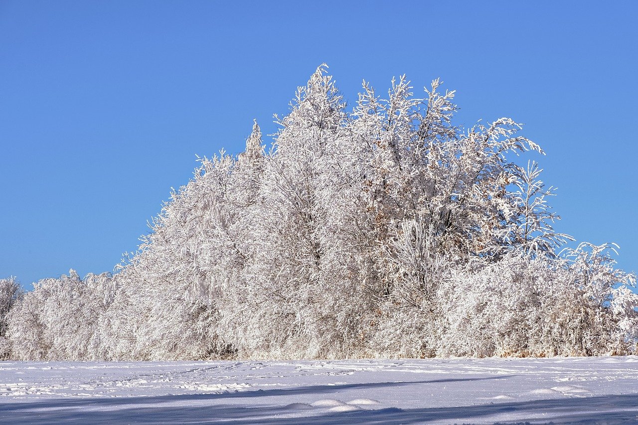 trees, snow, covered in snow-9179756.jpg